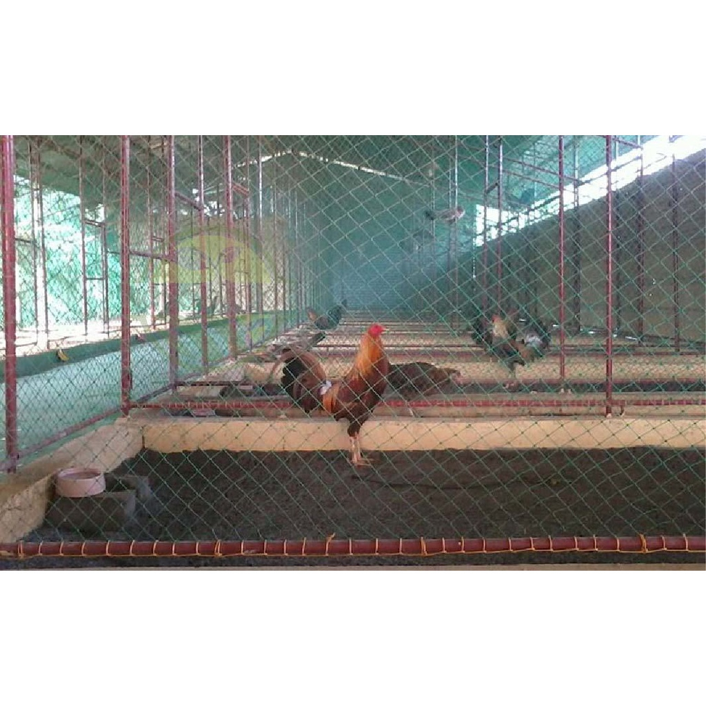 Lưới rào gà  - mắt lưới 6cm, cao 2m. Thích hợp nuôi gà, làm giàn leo, bao che