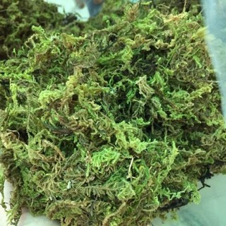 Rêu rừng giữ ẩm cho hoa lan, kiểng lá gói 100g