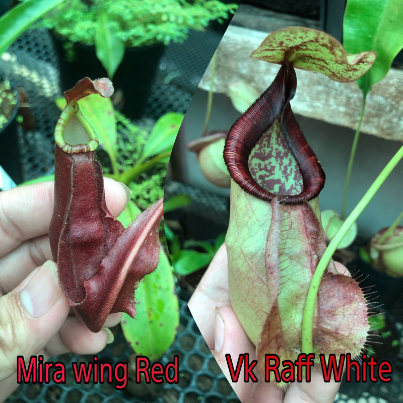 Nắp ấm gieo hạt Mira wing x Vk raff white