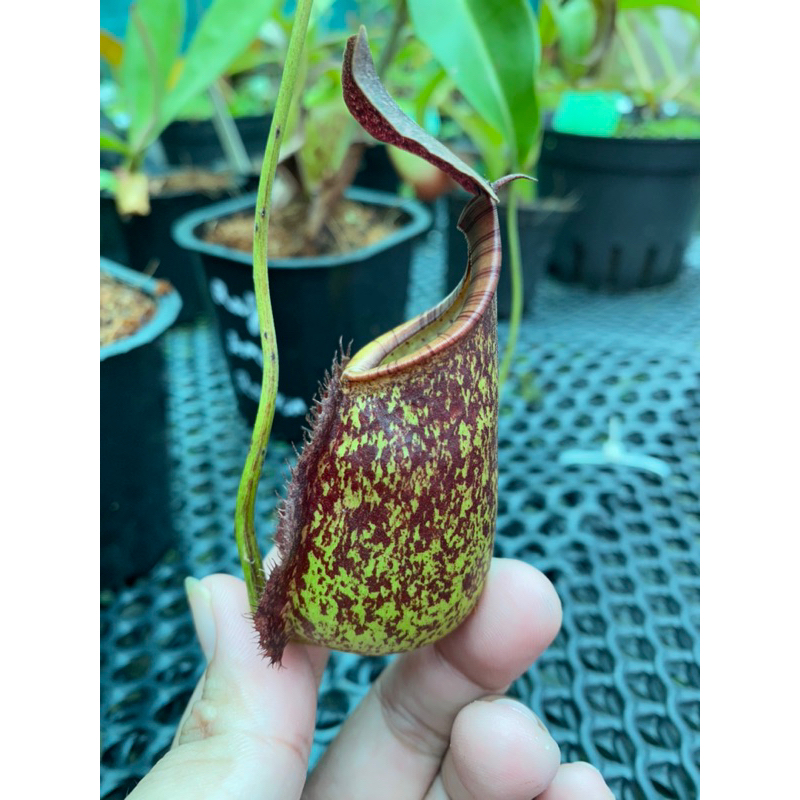 Nắp ấm Bical x Raff