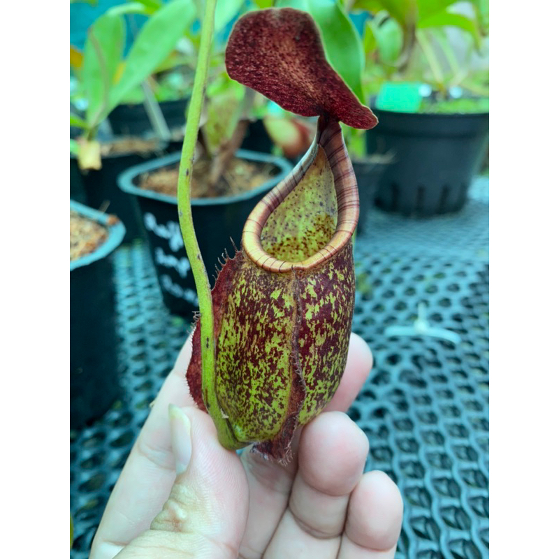 Nắp ấm Bical x Raff