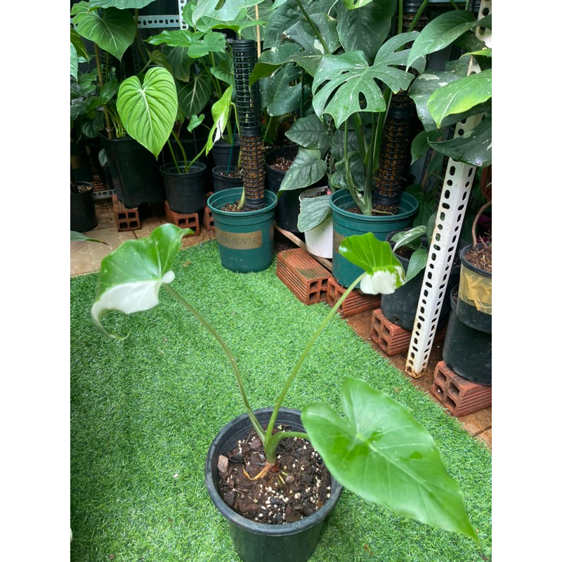 Cây ráy Alocasia Odora Okinawa