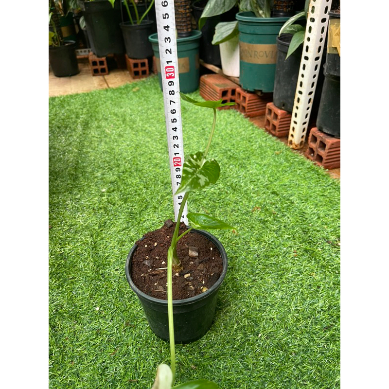 Cây kiểng Alocasia Odora Okinawa ráy