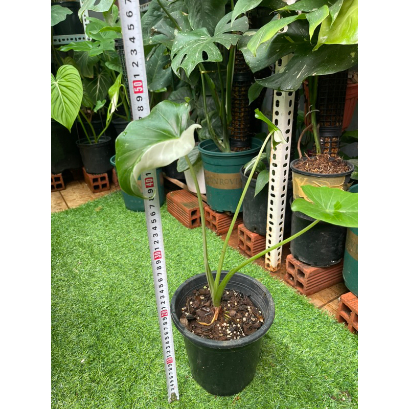 Cây ráy Alocasia Odora Okinawa