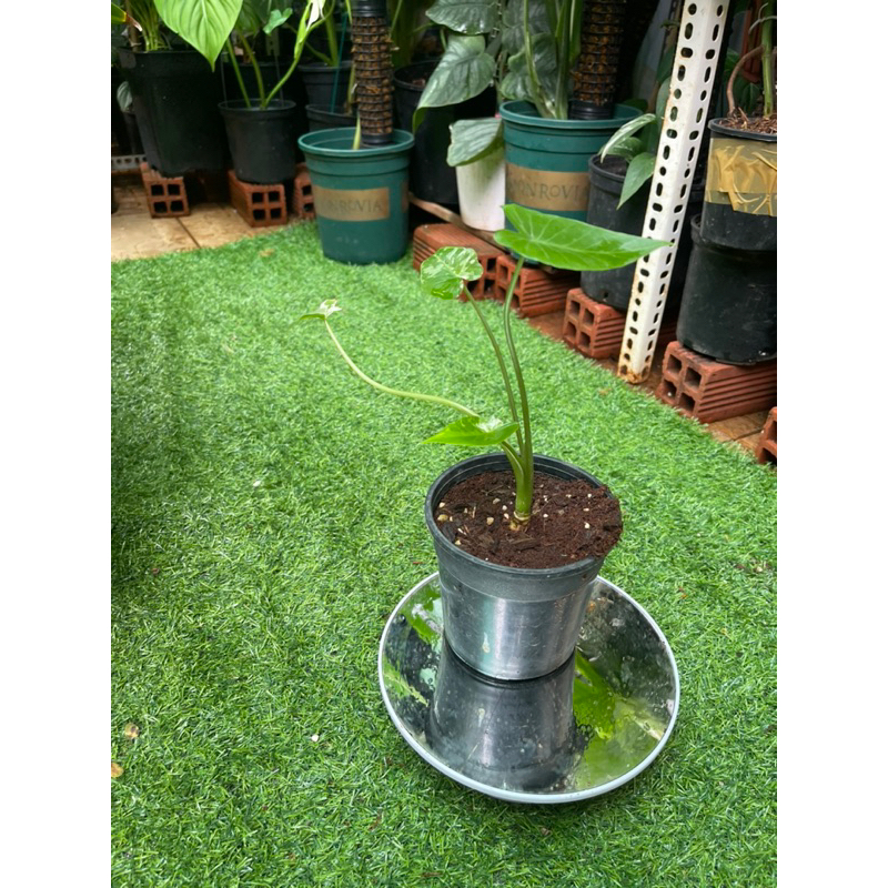 Cây kiểng Alocasia Odora Okinawa ráy