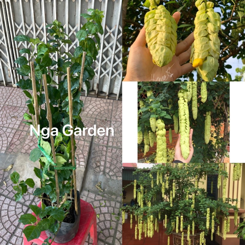 Cây hoa Huyền Trân công chúa cao 60-80 cm