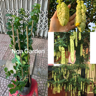 Cây hoa Huyền Trân công chúa cao 60-80 cm