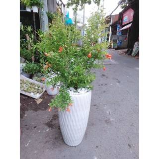 Chậu Cây Lựu