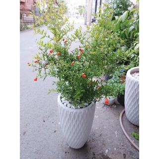 Chậu Cây Lựu