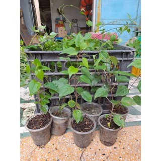Cây giống lá giang nấu canh chua dễ trồng.