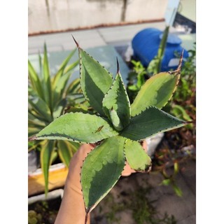 Cây âgva 20cm kiểng độc lạ ,lá dứa kiểng ,xương rồng