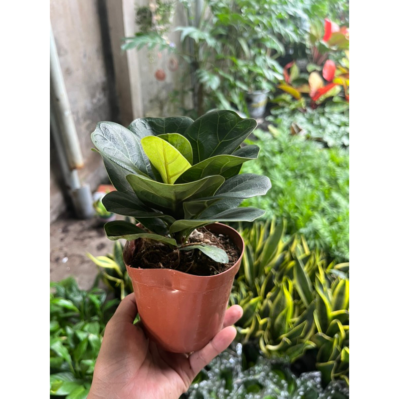 Cây Bàng Singapore mini dáng xinh để bàn, làm quà tặng, phù hợp với mọi lứa tuổi