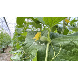 Dung dịch thụ phấn dưa lưới