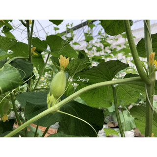 Dung dịch thụ phấn dưa lưới