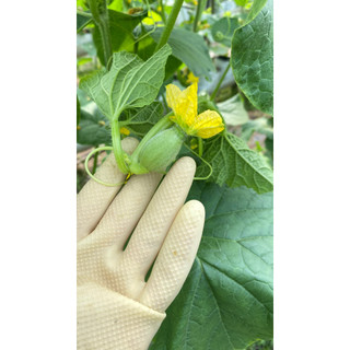 Dung dịch thụ phấn dưa lưới