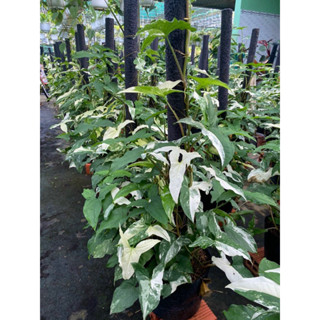 Trầu Bà Leo Cột (chiều dài dây leo cỡ 50cm), cây decor, cây nội thất