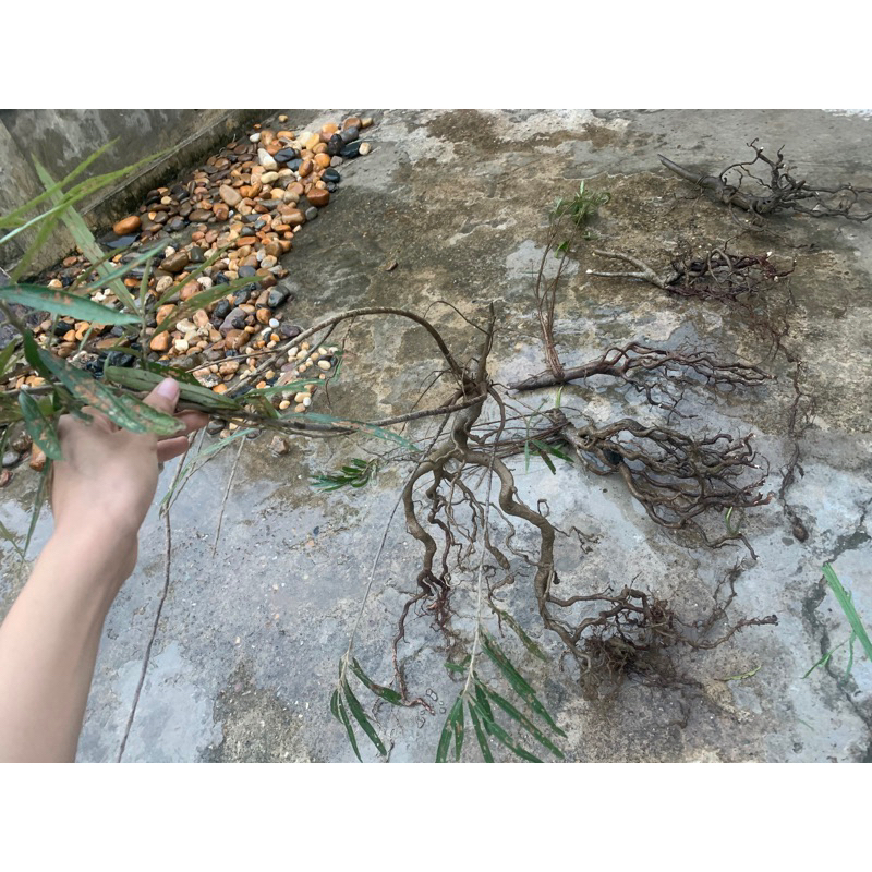 Cây thủy sinh, cây rù rì setup bể cá  ib xem hình trước khi gửi