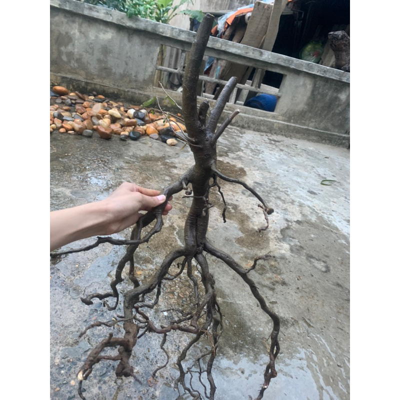 Cây thủy sinh, cây rù rì setup bể cá  ib xem hình trước khi gửi