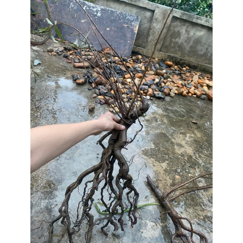 Cây thủy sinh, cây rù rì setup bể cá  ib xem hình trước khi gửi