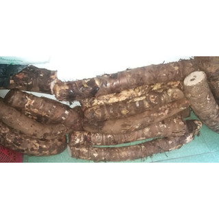 CỦ BẠC HÀ NÚI ( CỦ RÁY)