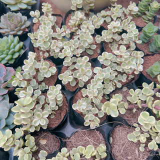 Sen đá dola hồng size bầu 3-5 cm
