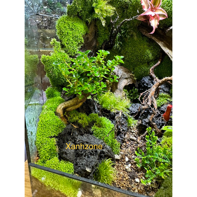 Đá đen, set up tiểu cảnh, non bộ, bán cạn, terrarium