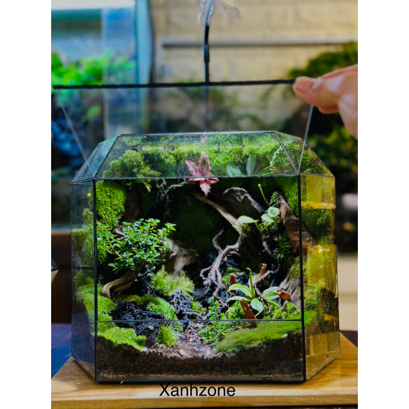Đá đen, set up tiểu cảnh, non bộ, bán cạn, terrarium