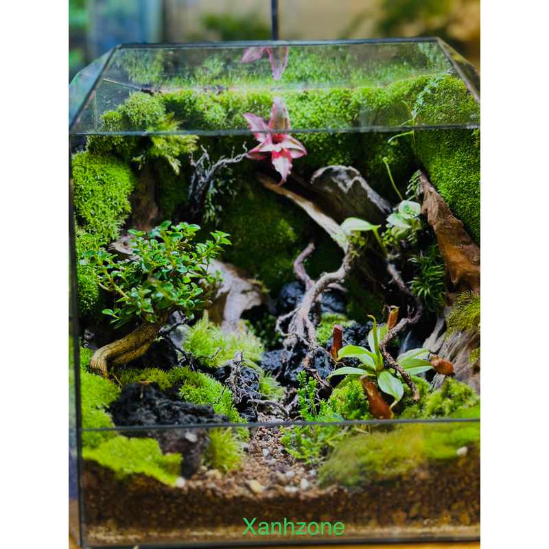 Đá đen, set up tiểu cảnh, non bộ, bán cạn, terrarium