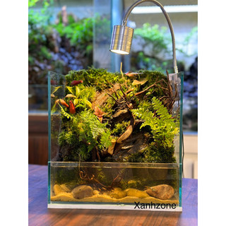 lũa rễ rừng set bán cạn, tiểu cảnh, lũa rễ set terrarium, lũa sợi nhỏ mềm dẻo