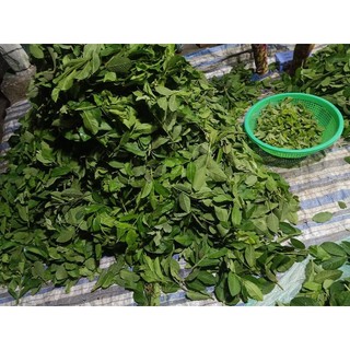 2KG LÁ ỔI NON CẮT NHỎ PHƠI KHÔ- LÁ LỤA