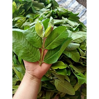 2KG LÁ ỔI NON CẮT NHỎ PHƠI KHÔ- LÁ LỤA