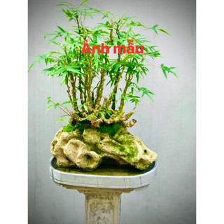 Chậu cây trúc đùi quan âm - cây trúc kiểng bonsai - trúc đùi ếch