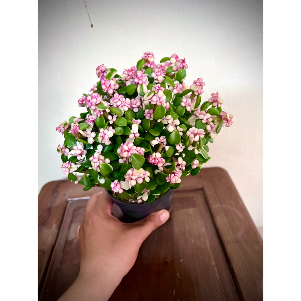 Cây sen đá đô la hồng - sen ngọc bích - cây kim chi