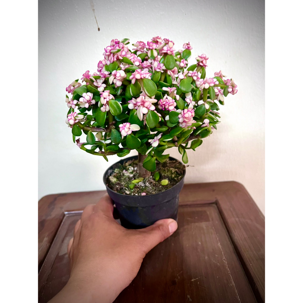 Cây sen đá đô la hồng - sen ngọc bích - cây kim chi