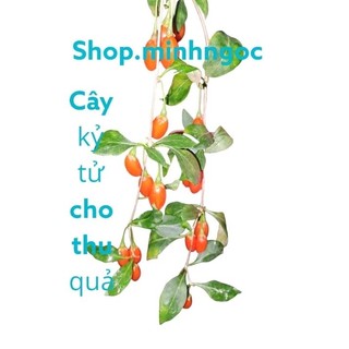 Cây khởi tử cho thu quả, cây kỷ tử, cây dược liệu, được trồng tại việt nam
