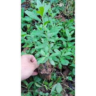 Cây cúc tần, cây từ bi, cây gia vị và dược liệu