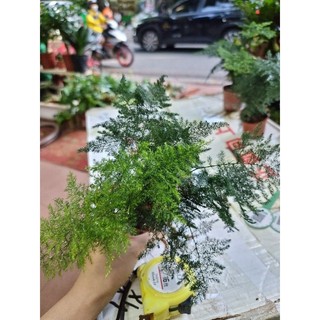 Cây thủy tùng