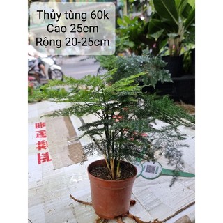 Cây thủy tùng