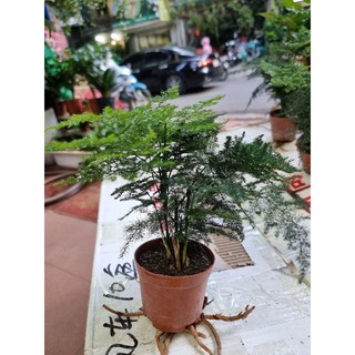 Cây thủy tùng