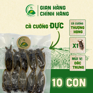 Cà cuống đực sấy khô 10 con hút chân không hương vị đặc trưng không chất bảo quản