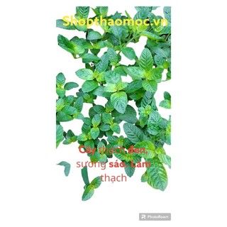 Cây sương sáo, cây thạch đen, làm thạch đen