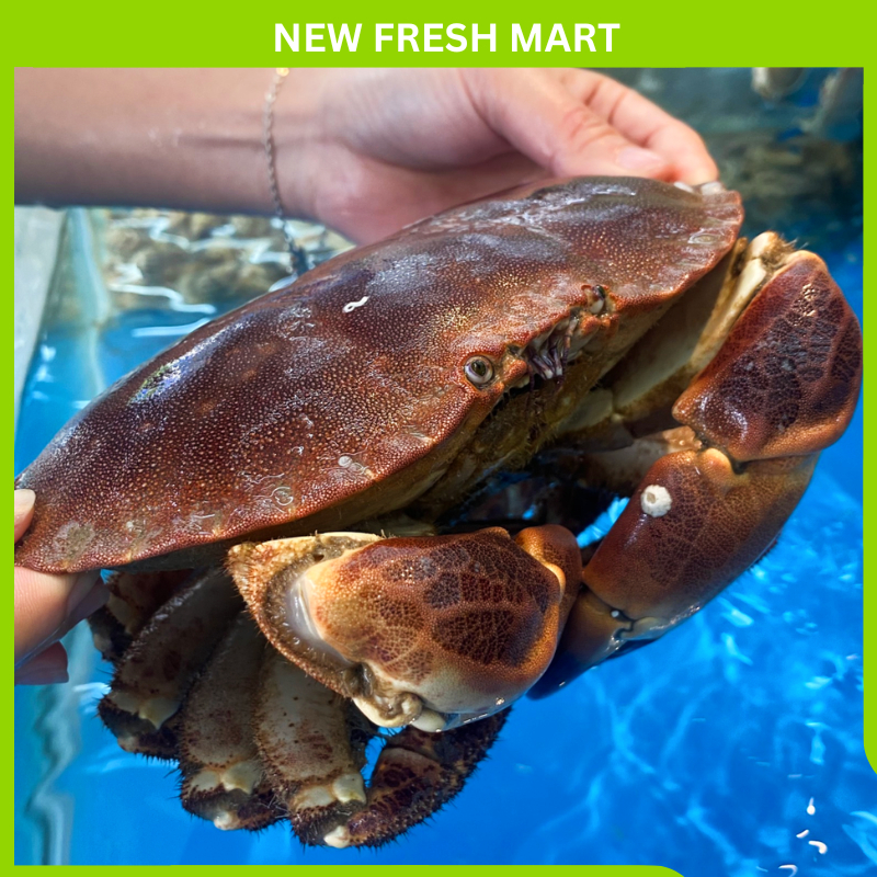 Cua Nâu Nauy Tem Xanh Đông Lạnh Size 600Gr-800Gr/con