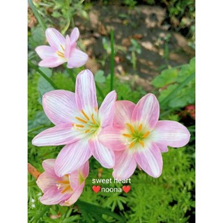 10củ Huệ mưa ngoại
