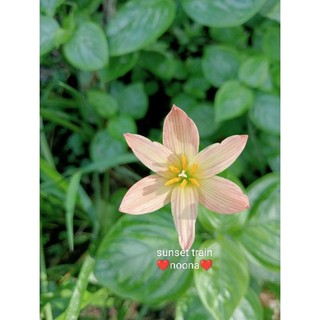10củ Huệ mưa ngoại