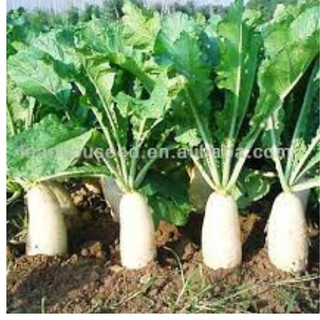 Hạt giống củ cải trắng gói 100 hạt