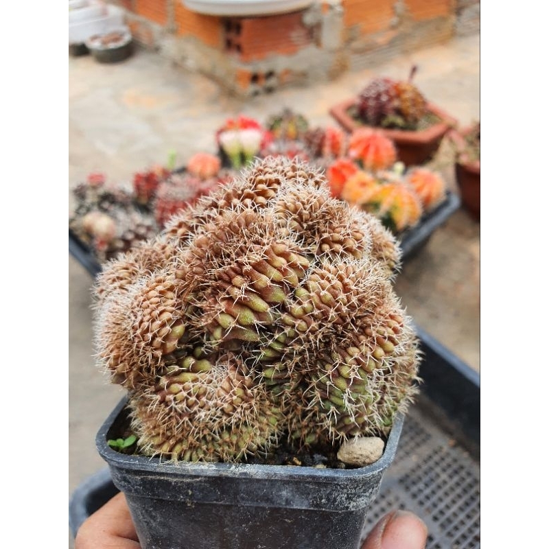 Xương rồng gym crest