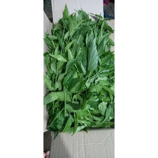 1kg lá xương khỉ Đăk Lăk