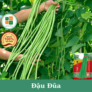Hạt giống đậu đũa xanh siêu quả