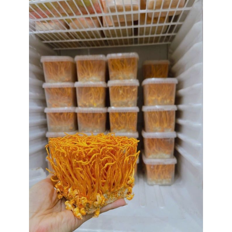 ĐÔNG TRÙNG HẠ THẢO KHÔ túi 100g