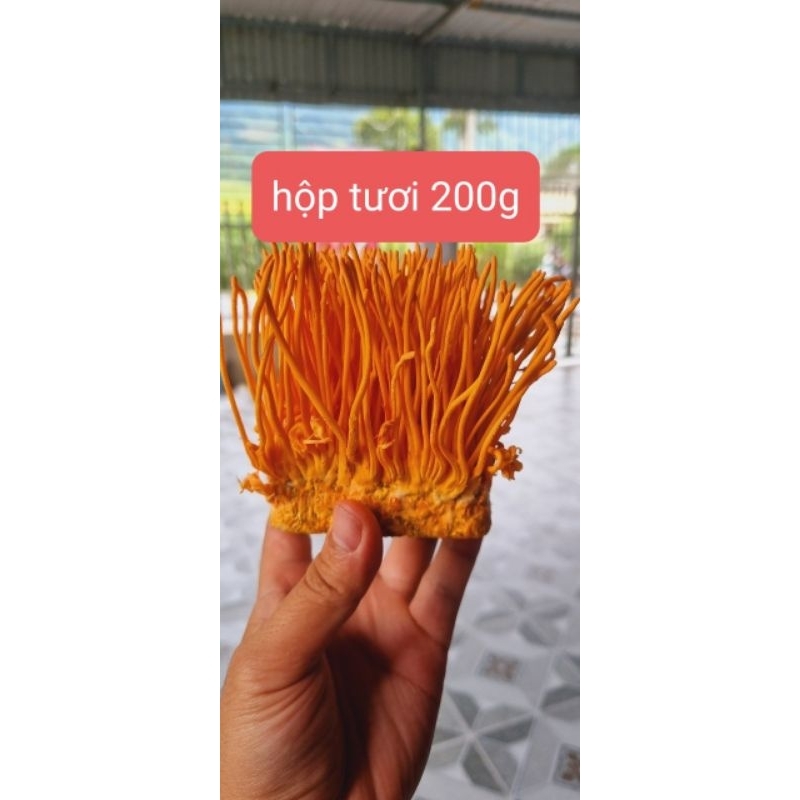 ĐÔNG TRÙNG HẠ THẢO KHÔ túi 100g